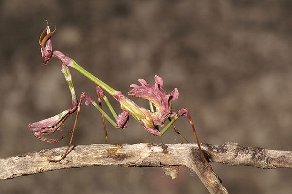 928775_empusa1 (600x399, 42Kb)