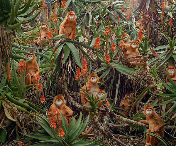 928775_largesimen_johanuntitled174red_monkeys (600x497, 249Kb)